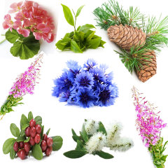 Купаж №50б СО2 экстракт для лифтинга лица при сухой коже (водорастворимый)